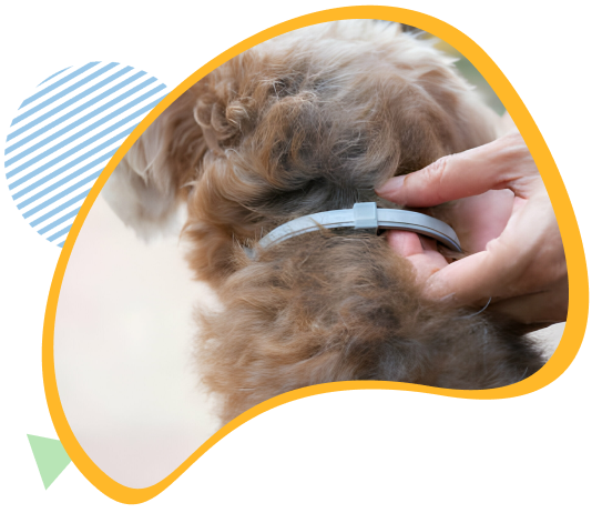 Fur Sweep Collar fit
