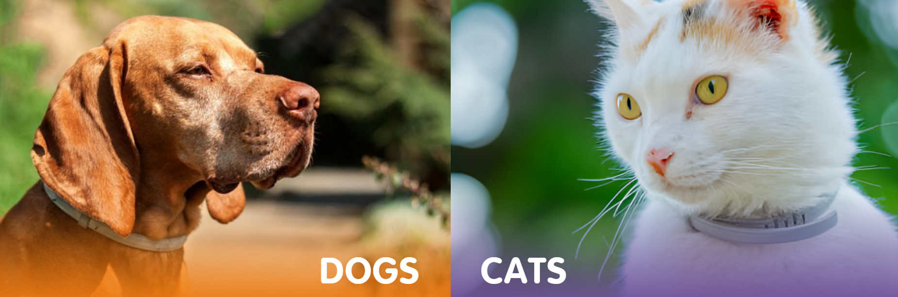 Fur Sweep Collar for pets